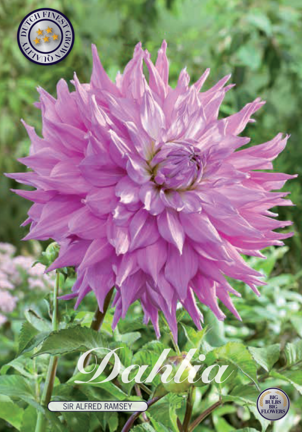 Dahlia Sir Alfred Ramsey