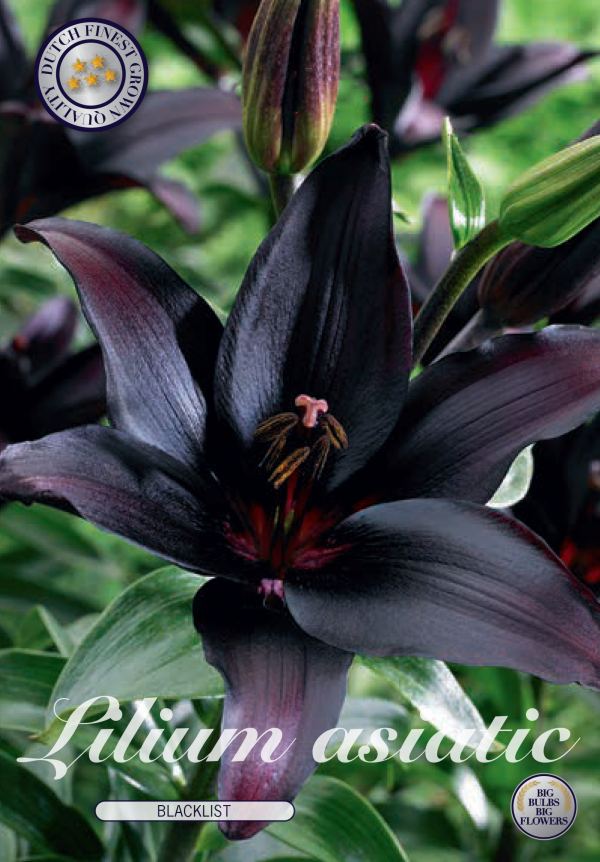 Lilium Asiatic Blacklist